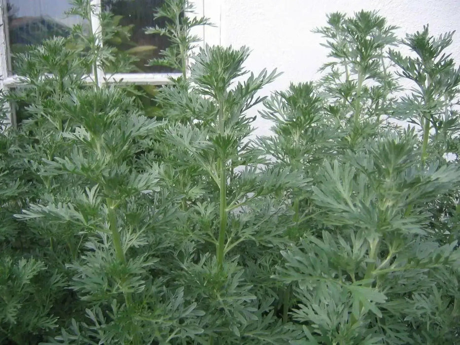 Wormwood Herb seeds -Perennial, Artemisia Absinthium - Caribbean garden seed