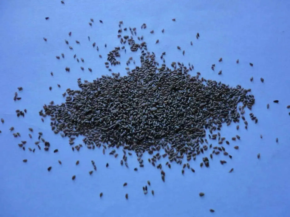 Wormwood Herb seeds -Perennial, Artemisia Absinthium - Caribbean garden seed