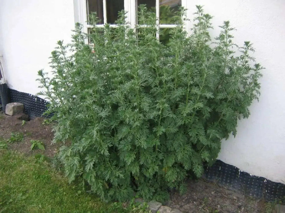 Wormwood Herb seeds -Perennial, Artemisia Absinthium - Caribbean garden seed