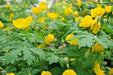 Wood Poppy , Golden Poppy (BAREROOT PLANT) PERENNIAL - Caribbean garden seed