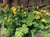 Wood Poppy , Golden Poppy (BAREROOT PLANT) PERENNIAL - Caribbean garden seed
