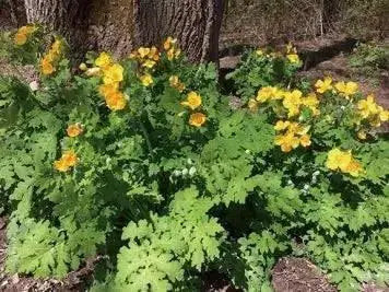 Wood Poppy , Golden Poppy (BAREROOT PLANT) PERENNIAL - Caribbean garden seed