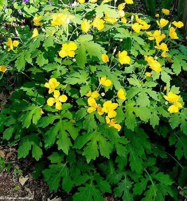 Wood Poppy , Golden Poppy (BAREROOT PLANT) PERENNIAL - Caribbean garden seed