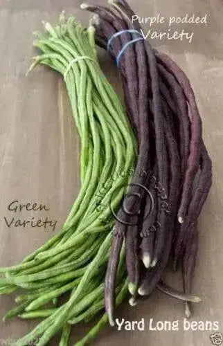Yard Long Bean, Mix Seed Red & Green Asian Vegetable - Caribbean garden seed