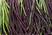 Yard Long Bean, Mix Seed Red & Green Asian Vegetable - Caribbean garden seed