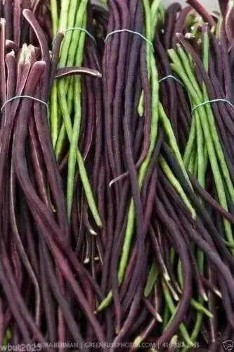 Yard Long Bean, Mix Seed Red & Green Asian Vegetable - Caribbean garden seed