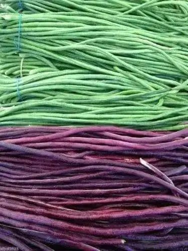 Yard Long Bean, Mix Seed Red & Green Asian Vegetable - Caribbean garden seed