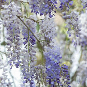 Wisteria  Seeds - Perennial vine - Caribbean garden seed