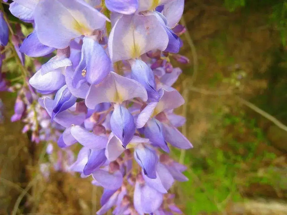 Wisteria  Seeds - Perennial vine - Caribbean garden seed