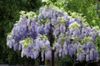 Wisteria  Seeds - Perennial vine - Caribbean garden seed