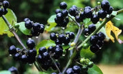 Wonderberry Seeds a.k.a. Garden Huckleberry, ANNUAL FRUIT - Caribbean garden seed