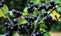 Wonderberry Seeds a.k.a. Garden Huckleberry, ANNUAL FRUIT - Caribbean garden seed