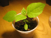 Wonderberry Seeds a.k.a. Garden Huckleberry, ANNUAL FRUIT - Caribbean garden seed