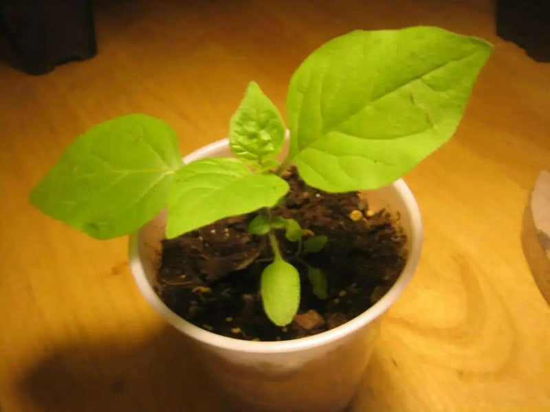 Wonderberry Seeds a.k.a. Garden Huckleberry, ANNUAL FRUIT - Caribbean garden seed