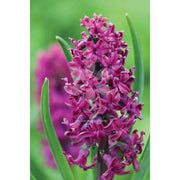 Woodstock Hyacinth Bulb Forcing Kit - Clear Glass Vase with Woodstock Hyacinth Bulb - Caribbean garden seed