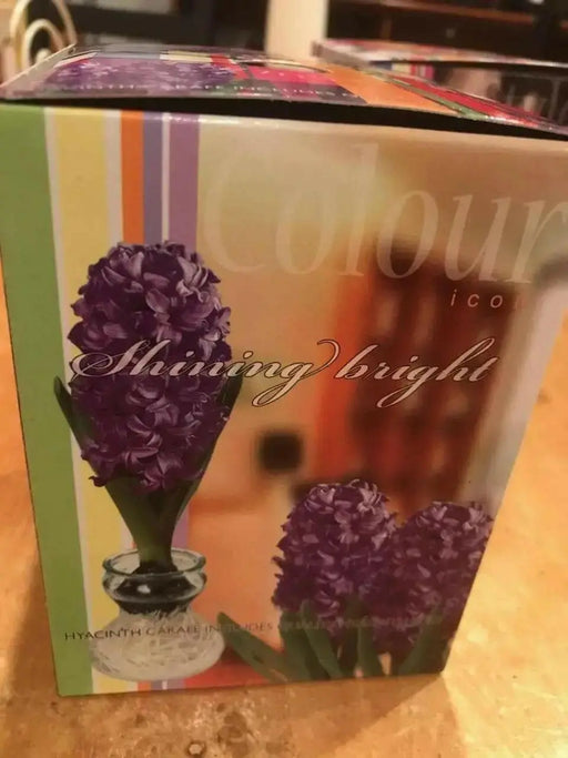 Woodstock Hyacinth Bulb Forcing Kit - Clear Glass Vase with Woodstock Hyacinth Bulb - Caribbean garden seed