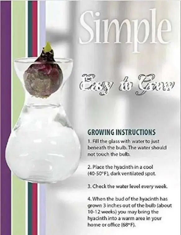 Woodstock Hyacinth Bulb Forcing Kit - Clear Glass Vase with Woodstock Hyacinth Bulb - Caribbean garden seed