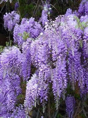 Wisteria Plant -Blue Chinese Perennial Shrub, climbing vine - Caribbean garden seed
