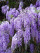 Wisteria Plant -Blue Chinese Perennial Shrub, climbing vine - Caribbean garden seed