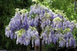 Wisteria Plant -Blue Chinese Perennial Shrub, climbing vine - Caribbean garden seed