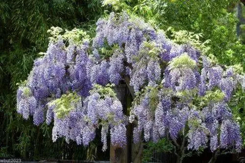 Wisteria Plant -Blue Chinese Perennial Shrub, climbing vine - Caribbean garden seed