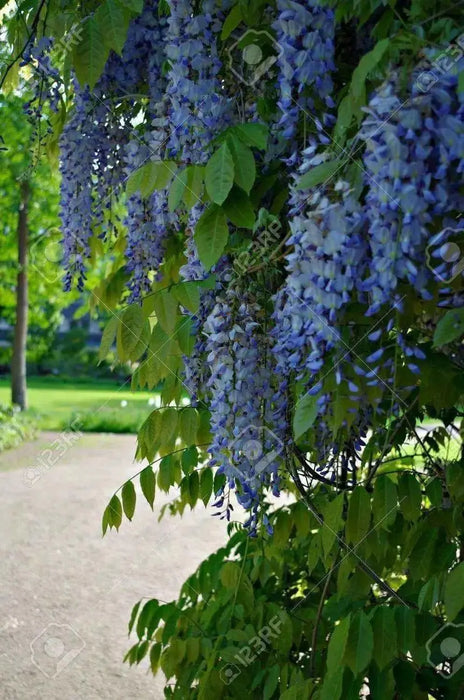 Wisteria Plant -Blue Chinese Perennial Shrub, climbing vine - Caribbean garden seed
