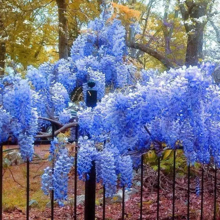 Wisteria Plant -Blue Chinese Perennial Shrub, climbing vine - Caribbean garden seed