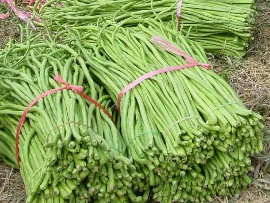 Yard Long Bean,sweet and crunchy pods - Asian Vegetable - Caribbean garden seed