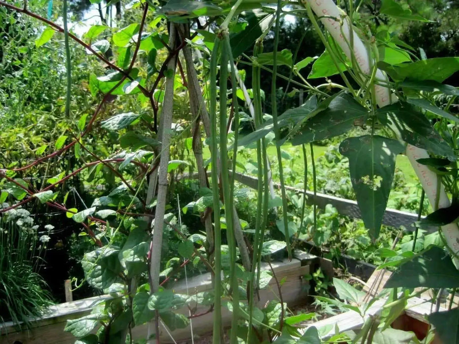 Yard Long Bean,sweet and crunchy pods - Asian Vegetable - Caribbean garden seed