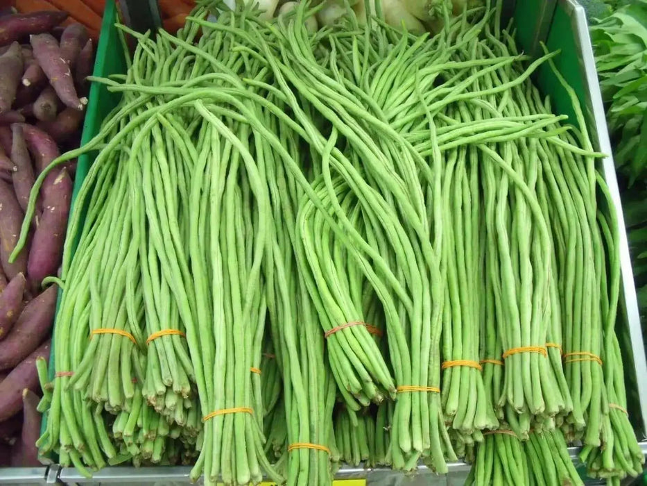 Yard Long Bean,sweet and crunchy pods - Asian Vegetable - Caribbean garden seed