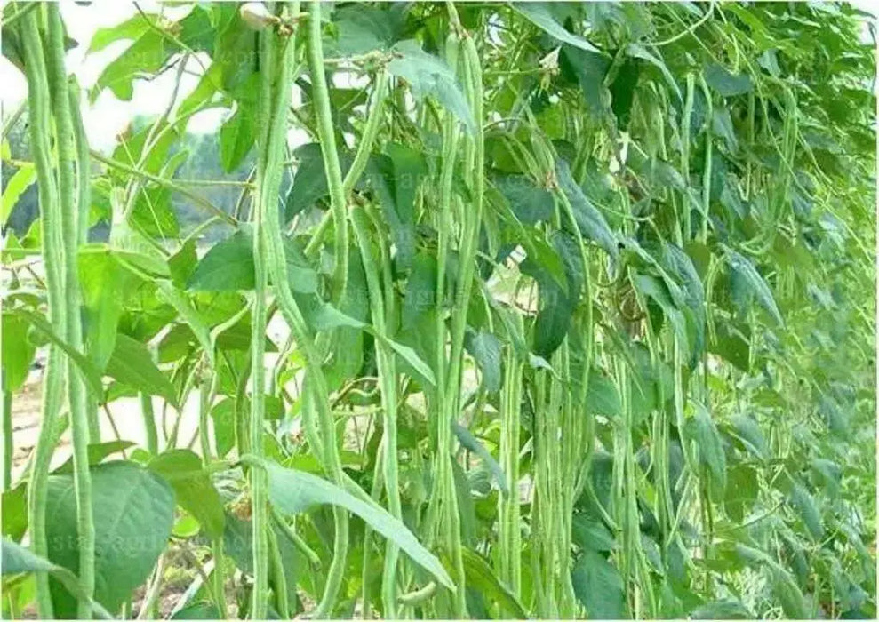 Yard Long Bean,sweet and crunchy pods - Asian Vegetable - Caribbean garden seed