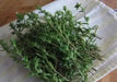 WINTER Savory, HERB seeds - Satureja Montana - Caribbean garden seed