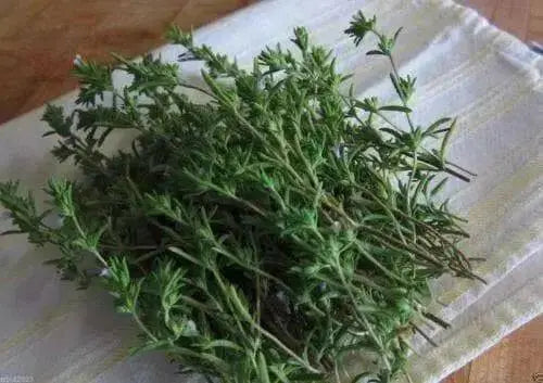 WINTER Savory, HERB seeds - Satureja Montana - Caribbean garden seed