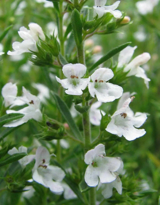 WINTER Savory, HERB seeds - Satureja Montana - Caribbean garden seed