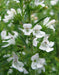 WINTER Savory, HERB seeds - Satureja Montana - Caribbean garden seed