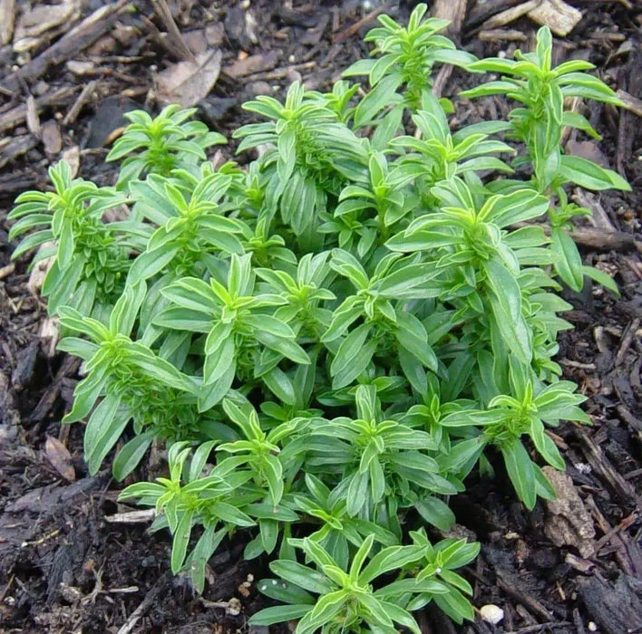 WINTER Savory, HERB seeds - Satureja Montana - Caribbean garden seed