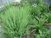 WINTER Savory, HERB seeds - Satureja Montana - Caribbean garden seed