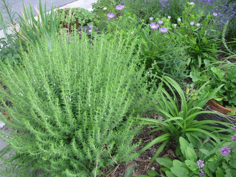 WINTER Savory, HERB seeds - Satureja Montana - Caribbean garden seed