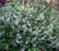 WINTER Savory, HERB seeds - Satureja Montana - Caribbean garden seed