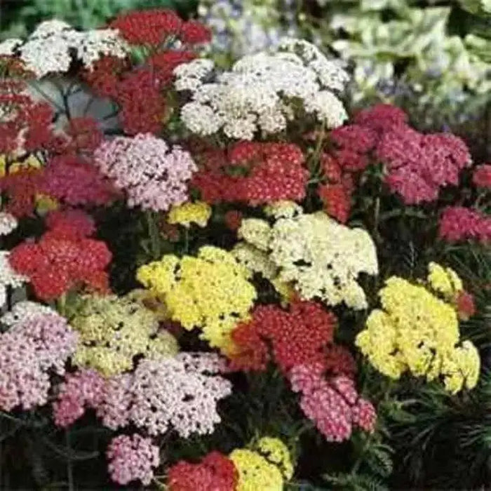 YARROW  Flowers Seeds, Summer Pastel Mixed- ,Perennial - Caribbean garden seed