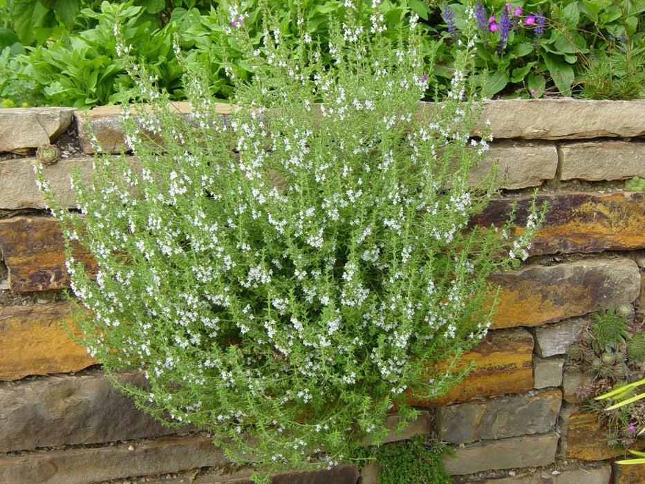 WINTER Savory, HERB seeds - Satureja Montana - Caribbean garden seed