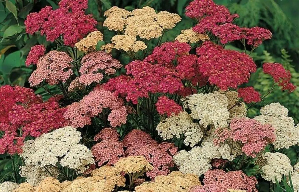 YARROW  Flowers Seeds, Summer Pastel Mixed- ,Perennial - Caribbean garden seed