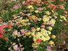 YARROW  Flowers Seeds, Summer Pastel Mixed- ,Perennial - Caribbean garden seed