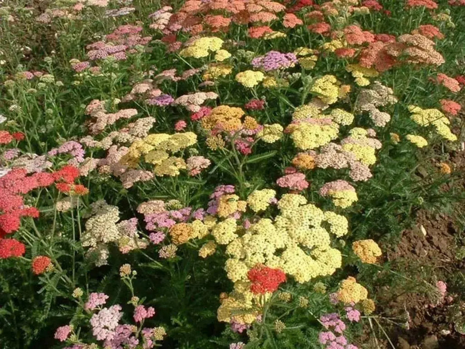 YARROW  Flowers Seeds, Summer Pastel Mixed- ,Perennial - Caribbean garden seed