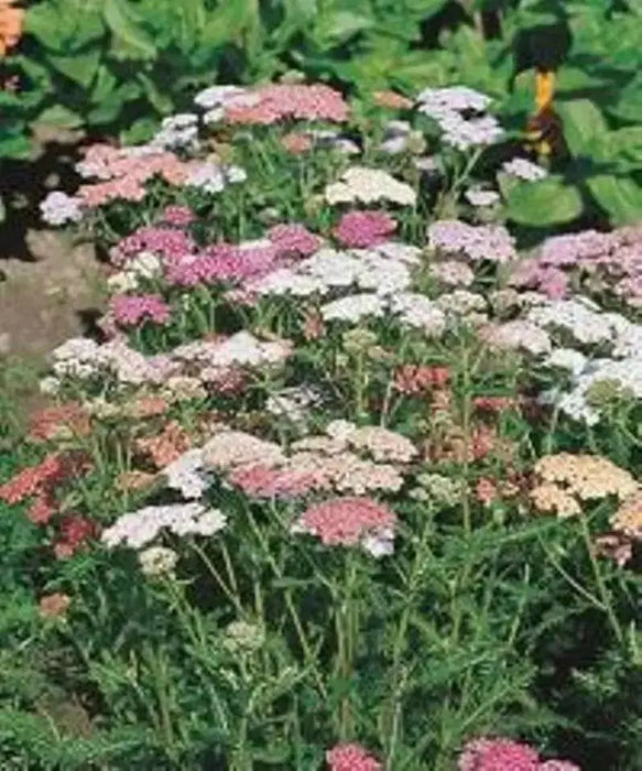 YARROW  Flowers Seeds, Summer Pastel Mixed- ,Perennial - Caribbean garden seed