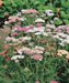 YARROW  Flowers Seeds, Summer Pastel Mixed- ,Perennial - Caribbean garden seed