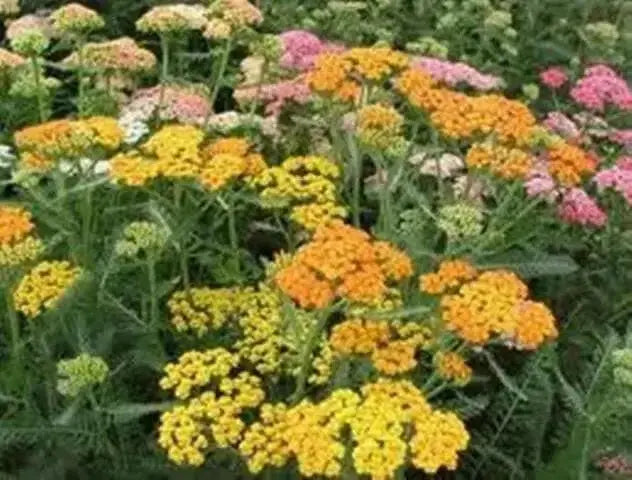 YARROW  Flowers Seeds, Summer Pastel Mixed- ,Perennial - Caribbean garden seed
