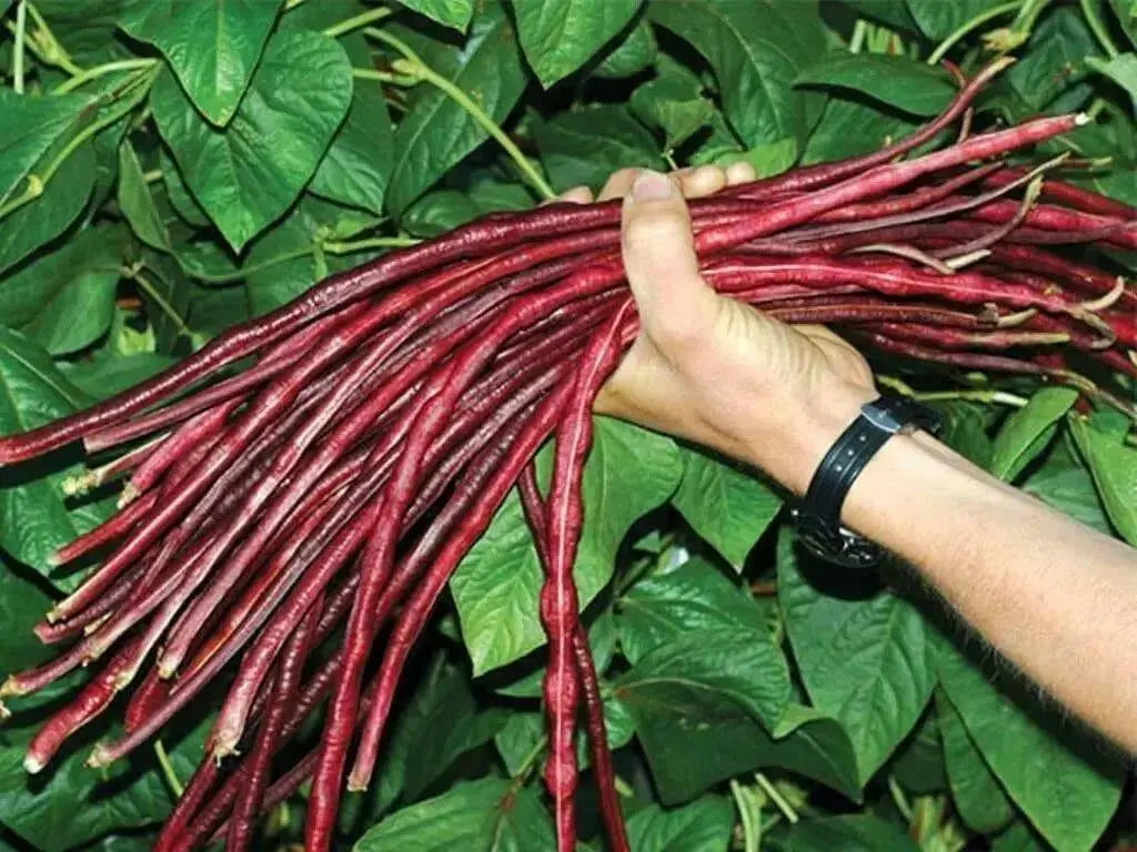 YARD LONG BEAN