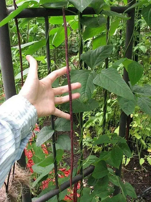 Yard Long Bean, Purple Mart - Tsu In (Pole Bean,) Asian Vegetable, - Caribbean garden seed
