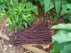 Yard Long Bean, Purple Mart - Tsu In (Pole Bean,) Asian Vegetable, - Caribbean garden seed